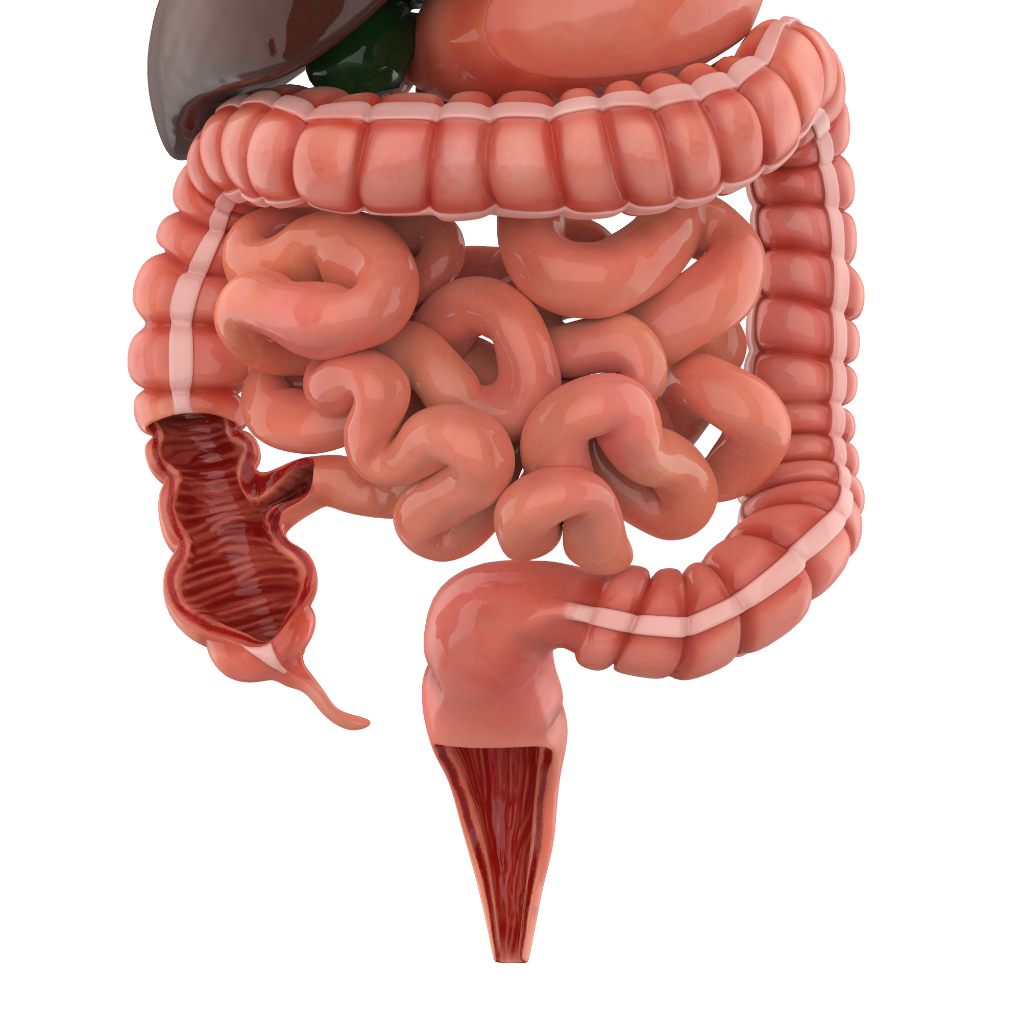 digestive-system-3d-model-project-tenormoms